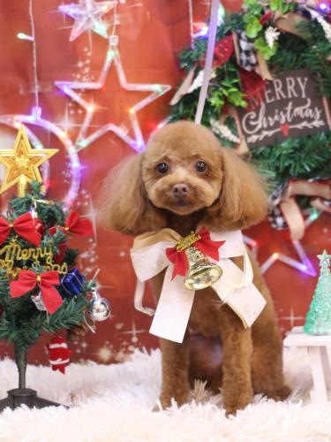 20231217このはちゃん